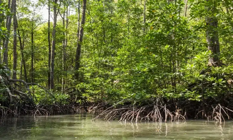₱14-M Bataan Project Seeks to Save Mangroves