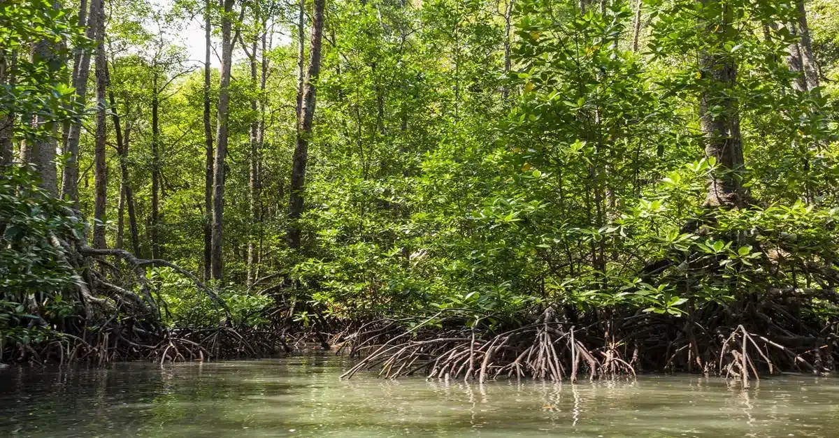 ₱14-M Bataan Project Seeks to Save Mangroves