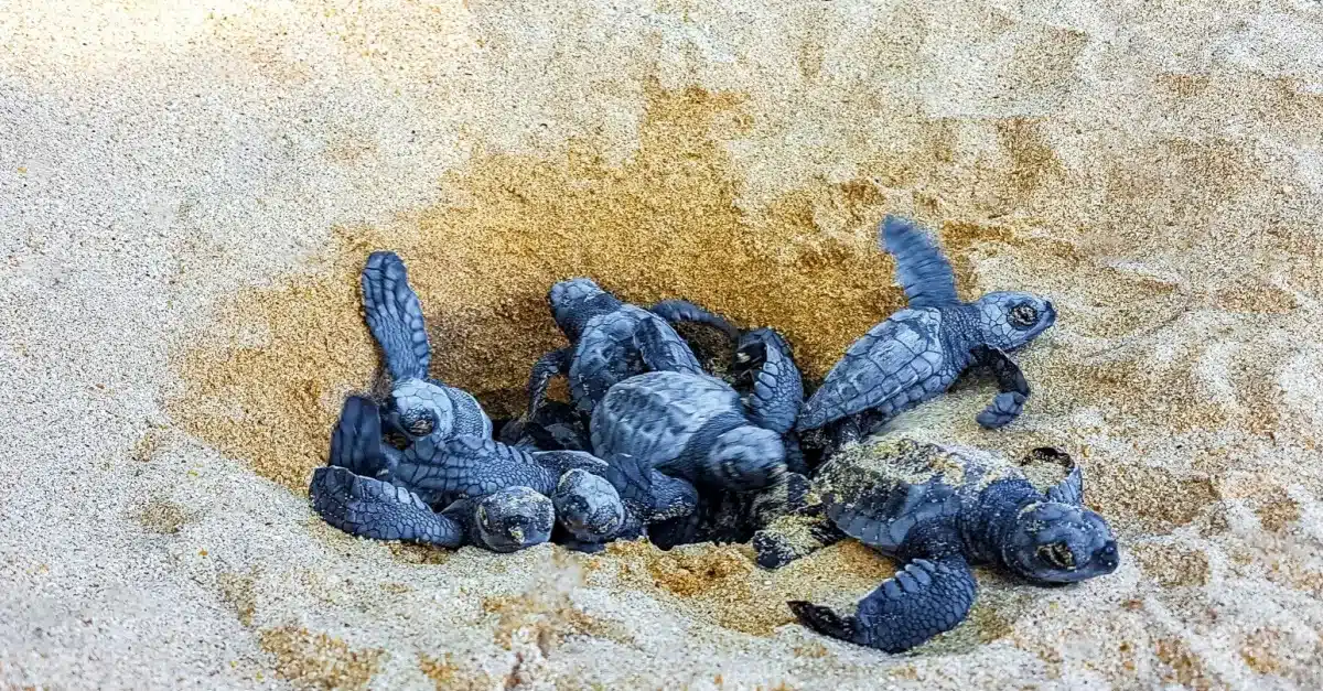 Bataan Volunteers Join Forces With AboitizPower To Safeguard Endangered Sea Turtles